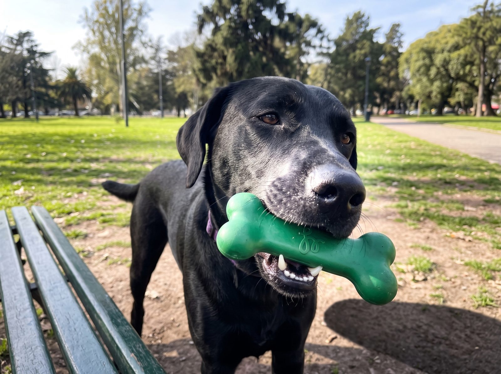 Un perro negro con un hueso verde en la boca, en una plaza
